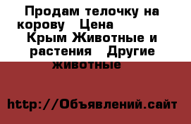 Продам телочку на корову › Цена ­ 15 000 - Крым Животные и растения » Другие животные   
